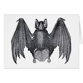 Classic Zoological Etching - Bat Cards