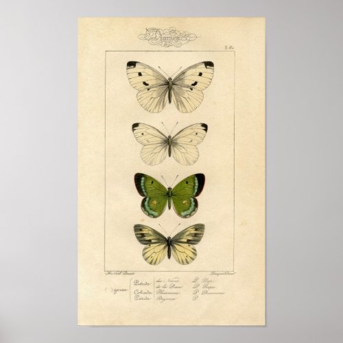 Classic Zoological Etching _ Butterflies Poster