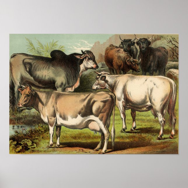 Classic Zoological Etching - Cows Poster (Front)