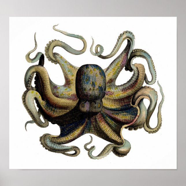 Classic Zoological Etching - Octopus Poster (Front)
