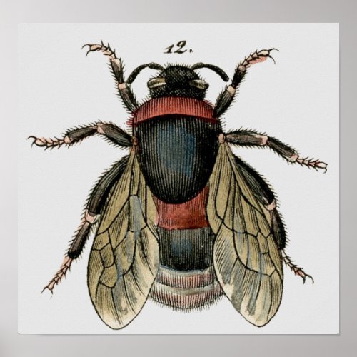 Classic Zoological Etching of a Bee Poster