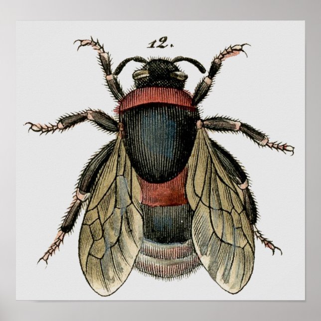 Classic Zoological Etching of a Bee Poster (Front)