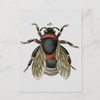 Classic Zoological Etching of a Bumble Bee Postcard