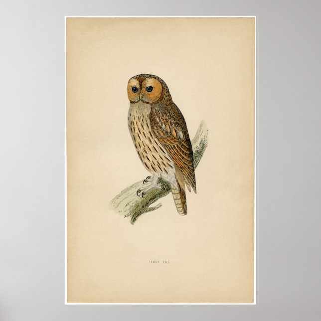 Classic Zoological Etching - Tawny Owl Poster (Front)