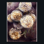 Claude Monet - Dandelions Reproduction Art Print<br><div class="desc">Reproduction botanical poster depicting the painting "Dandelions" by renowned French Impressionist artist Claude Monet (1840 - 1926). Featured in the print are fluffy white dandelion puffs surrounded by a black, brown, and gray background. The original artwork made headlines in 2011 for being sold for $6 million in the Ukraine. Technique:...</div>