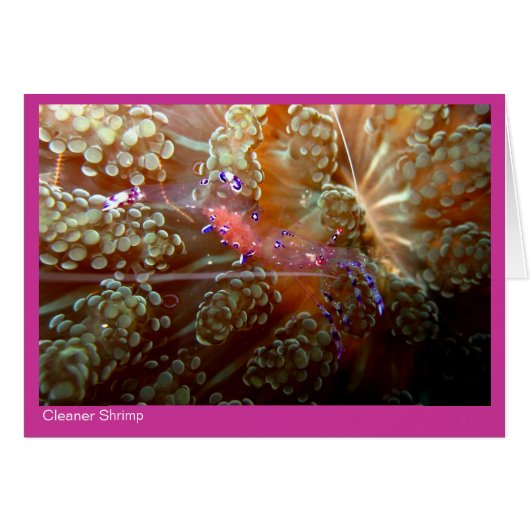 Cleaner Shrimp gift card - 01 - pink (Front Horizontal)
