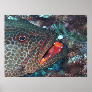 Cleaning Service Poster