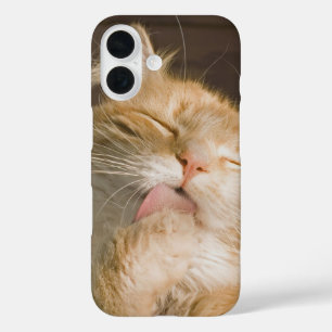 Cleaning Up Maine Coon Cat Close-Up Photograph iPhone 16 Case