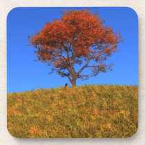 Clear Autumn Day Cork Coaster