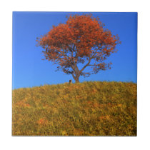 Clear Autumn Day Decorative Tile