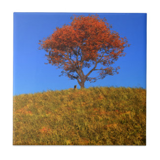 Clear Autumn Day Decorative Tile