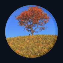 Clear Autumn Day Magnet