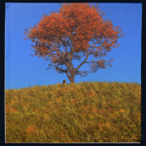 Clear Autumn Day Napkin