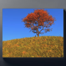 Clear Autumn Day Photo Plaque