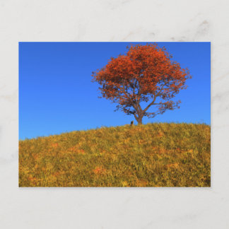 Clear Autumn Day Postcard