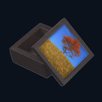 Clear Autumn Day Premium Gift Box