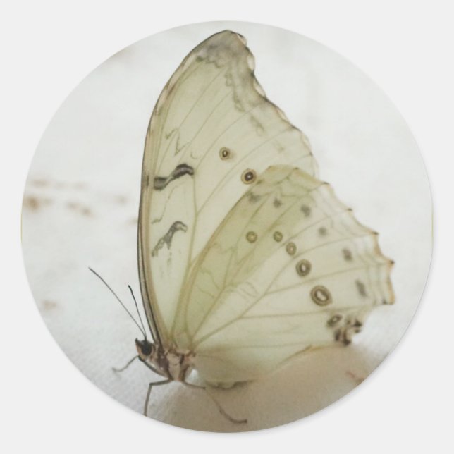 Clear Butterfly Seal / Label /Stickers (Front)