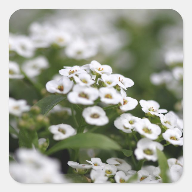 Clear Crystal White Alyssum Square Sticker (Front)