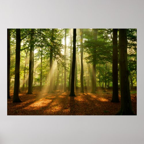 Clear rays of light shining through the forest in  poster