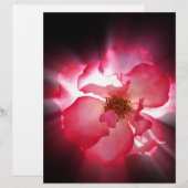 clear red petals (Front/Back)