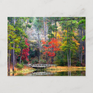 Clear Springs - Homochitto National Forest Postcard