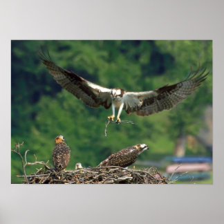 Clear the Runway Poster