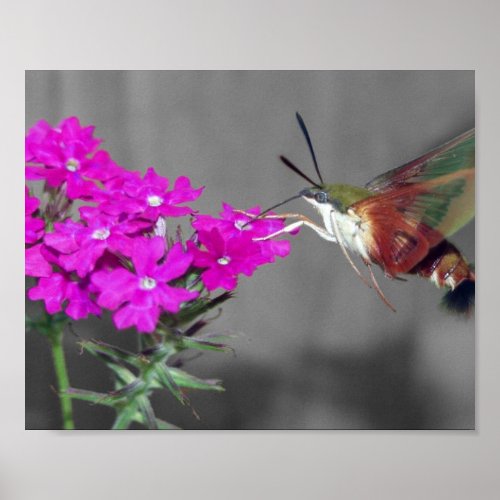 Clear Wing Humming Bird Moth Poster