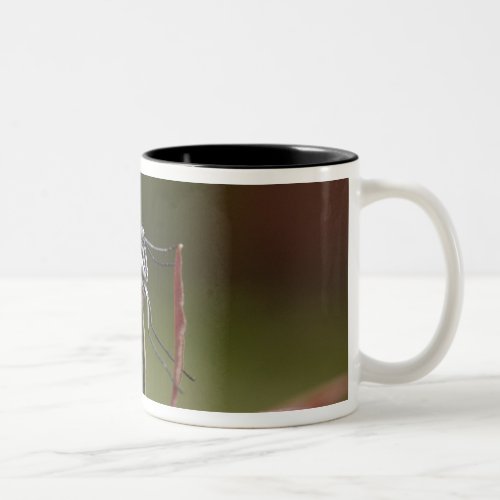 Clear_winged Butterfly Hyalurga sp  Cloud 2 Two_Tone Coffee Mug