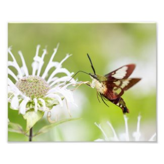 Clearwing Hummingbird Moth Photo Print