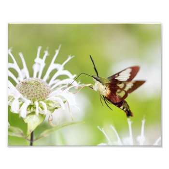 Clearwing Hummingbird Moth Photo Print by nikkilynndesign at Zazzle