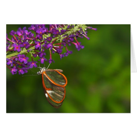 Clearwing upside down cards (Front Horizontal)