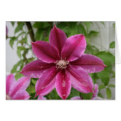 Clematis (Front Horizontal)