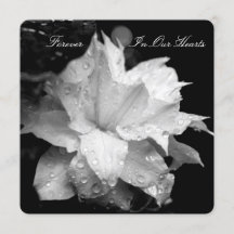 Clematis 2b Dewdrops Funeral Memorial Announcement