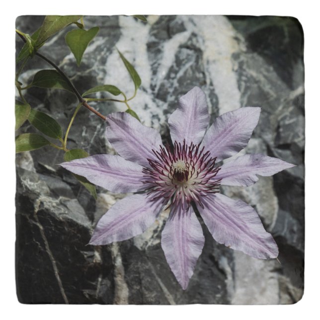 Clematis And Marble Trivet (Front)