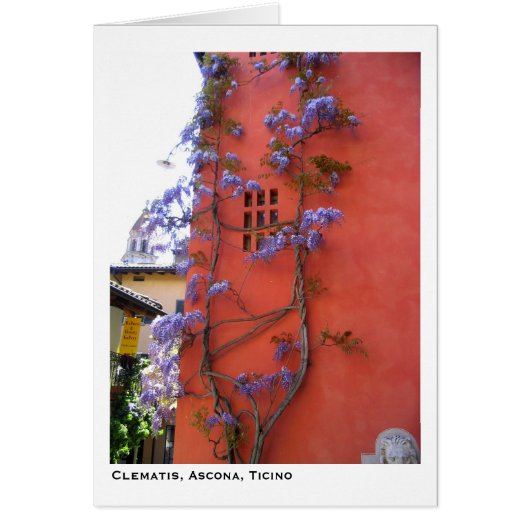 Clematis, Ascona, Ticino Cards (Front)