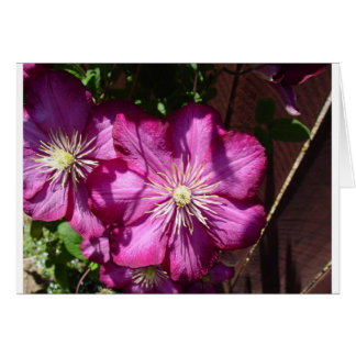 Clematis Blossoms Cards