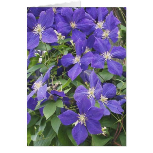 CLEMATIS, BLUE CARDS (Front)