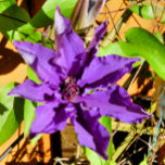 CLEMATIS BOWL<br><div class="desc">A pretty clematis flower. 


com</div>