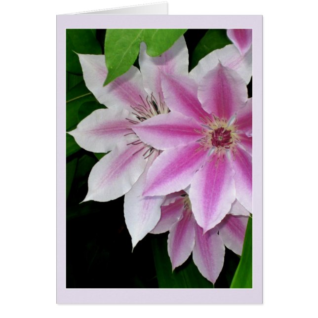 Clematis Cards (Front)