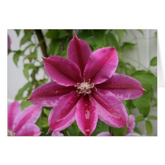 Clematis Cards (Front Horizontal)