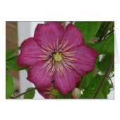 Clematis Cards (Front Horizontal)