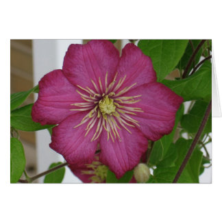 Clematis Cards