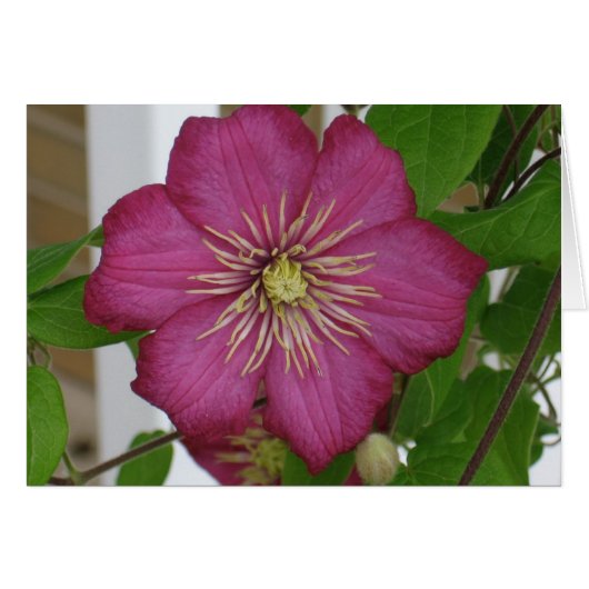 Clematis Cards (Front Horizontal)