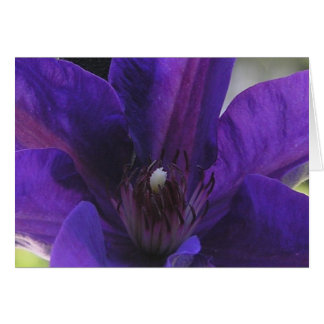 Clematis Cards
