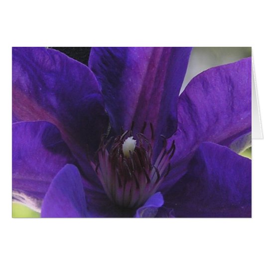 Clematis Cards (Front Horizontal)