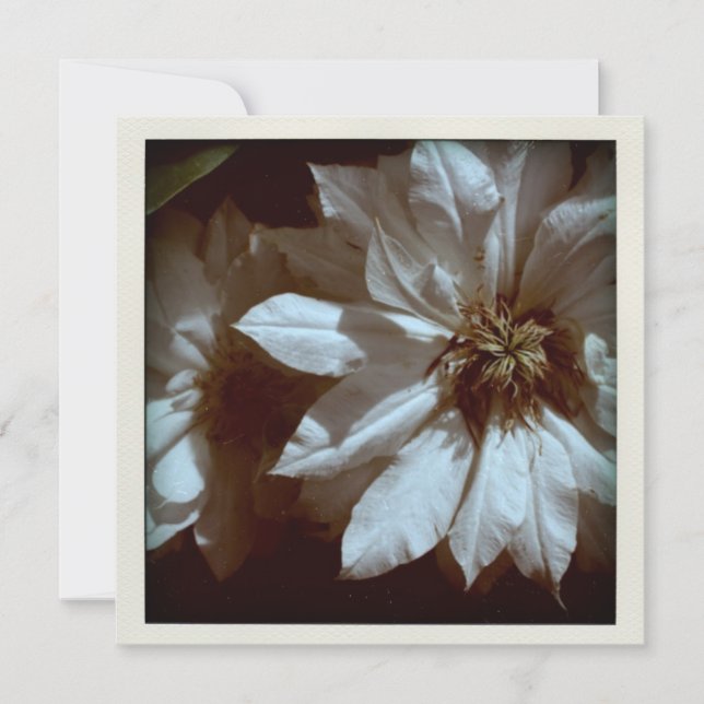 Clematis Floral Photography 2 Funeral Announcement (Front)