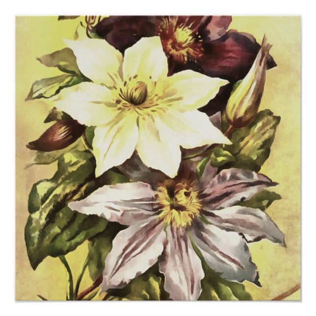 Clematis Flower Growers Botanical Art Poster (Front)