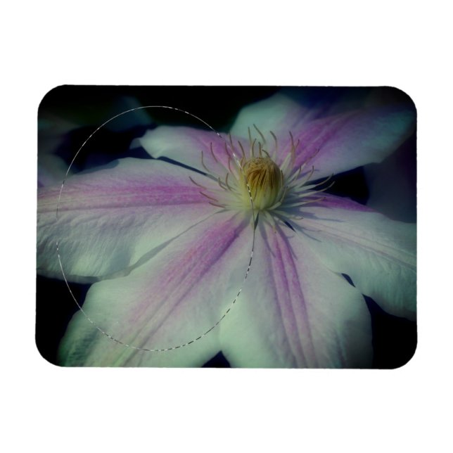 Clematis Flower Petals Frame Create Your Own Photo Magnet (Horizontal)
