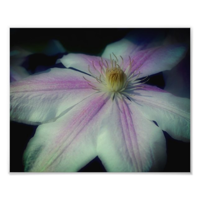 Clematis Flower Petals Up Close 8x10 Photo Print (Front)
