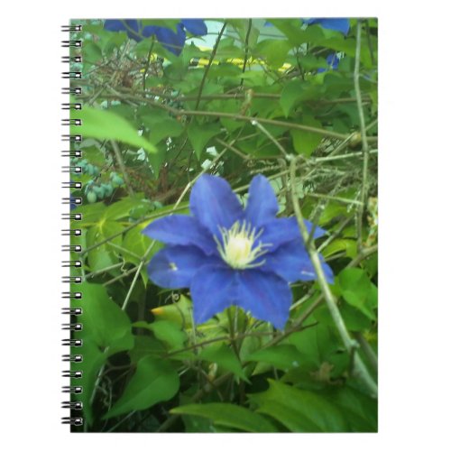 clematis flower purple notebook